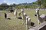 JPT visits the Alpaca Farm - cute hey?