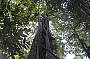 Ancient antarctic beech trees